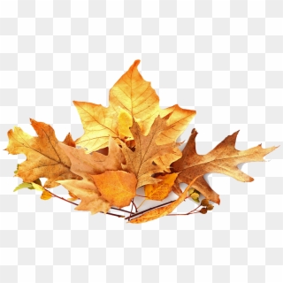 Pile Of Leaves - Pile Of Leaves Transparent, HD Png Download