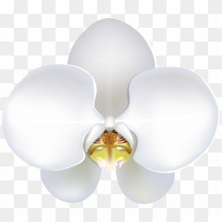 White Orchid Png Clipart, Transparent Png
