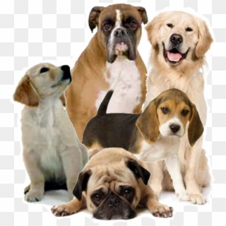 Servicios Médicos - Medicina Canina - Png Format Dog Png, Transparent Png