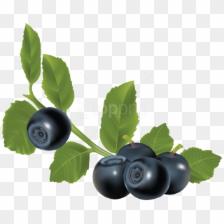 Free Png Download Blueberries Clipart Png Photo Png - Blueberry Vector Design Png, Transparent Png