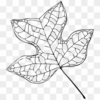 Tulip Tree Leaf-vector - Tulip Poplar Leaf Drawing, HD Png Download