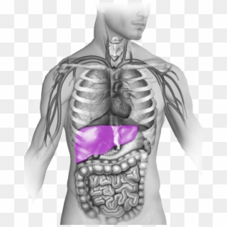 Pulmones - Corazon - Riñón - Hígado - Human Body Heart Position, HD Png Download