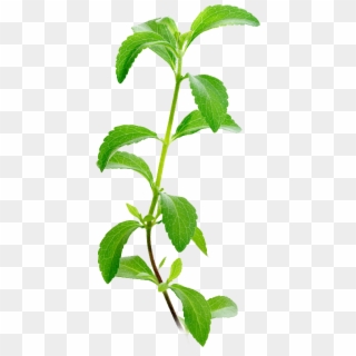 Stevia Plant Facts - Stevia Leaves Market Price, HD Png Download