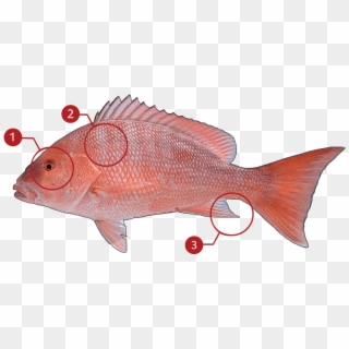 How To Identify A Red Snapper - Red Snapper, HD Png Download