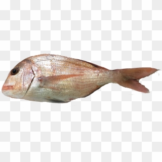 Emptied With Head - Red Snapper, HD Png Download