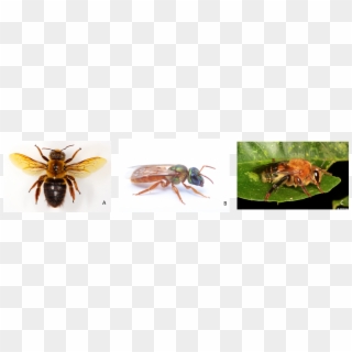 Alguns Exemplos De Abelhas Noturnas, Que Ocorrem Apenas, HD Png Download