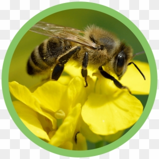 Abelha - Honey Bee, HD Png Download