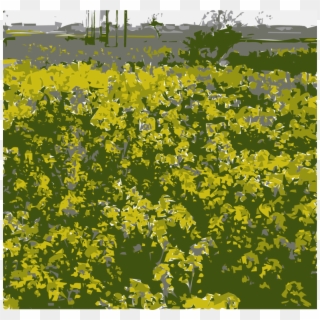 Canola Oil Rapeseed Field Mustard Alice's Adventures - Field, HD Png Download