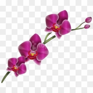 Free Png Download Purple Orchid Png Images Background - Orchid Clipart, Transparent Png
