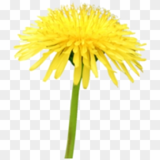 Dandelion Png Free Download - Yellow Flower Blue Sky, Transparent Png
