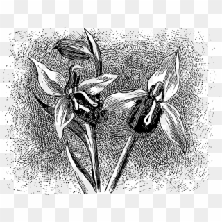 This Is A Beautiful Digital Image Transfer Of The Wildflower, - Orchid, HD Png Download