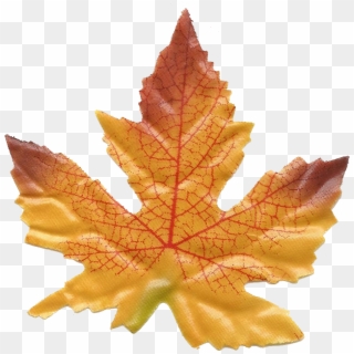 Fall Clipart Divider - Maple Leaf, HD Png Download