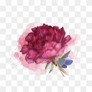 Fs Flower - Common Peony, HD Png Download