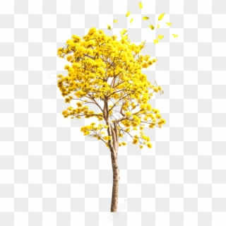 #ftestickers #yellow #tree - Autumn, HD Png Download