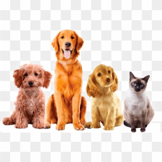 4 - Dog With Blank Background, HD Png Download