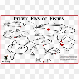 Pelvic Fins With Multiple Species - Types Of Anal Fins, HD Png Download