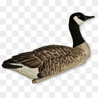 Image Of The Avian-x Floater Canada Goose - Canada Goose, HD Png Download