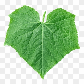 Image Of A Green Pumpkin Leaf - Pumpkin Leaf Png, Transparent Png