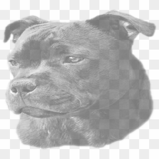 Staffordshire Bull Terrier , Png Download - Staffordshire Bull Terrier, Transparent Png