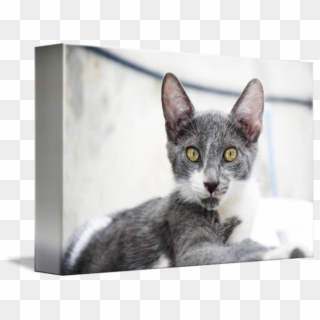 Kitten Grey Png - Domestic Short-haired Cat, Transparent Png