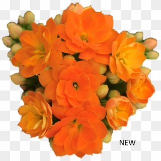 African Orange - Dendrobium, HD Png Download