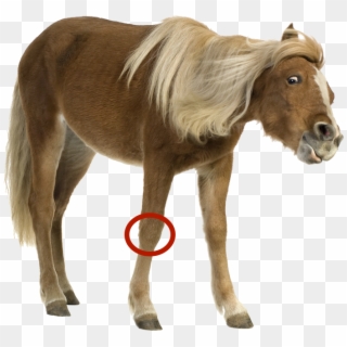 Funny Horse - Pony With White Background, HD Png Download