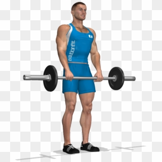 Romanian Deadlift Involved Muscles During The Training - Stacco Gambe Tese Con Bilanciere, HD Png Download