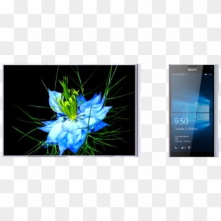 Surface Book Phone Concept - Love In The Mist, HD Png Download