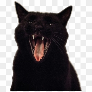 Transparent Screaming Cats - Cat Yawns, HD Png Download