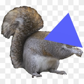 0 1528495601270 Untitled - Grey Squirrel Png, Transparent Png