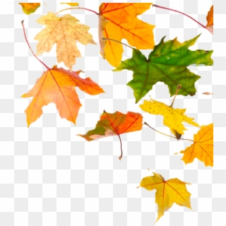 #leaves #fall #autum - Maple Leaf, HD Png Download