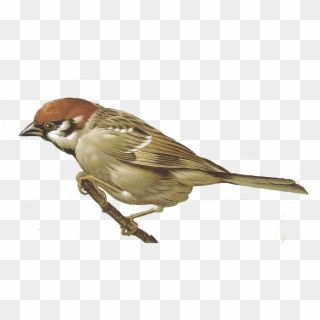 19 Watercolor Bird Image Download Huge Freebie Download - Clipart Sparrow Png, Transparent Png