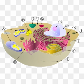 Diagram Of A Typical Animal Cell With Its Organelles - Animal Cell Vacuole, HD Png Download