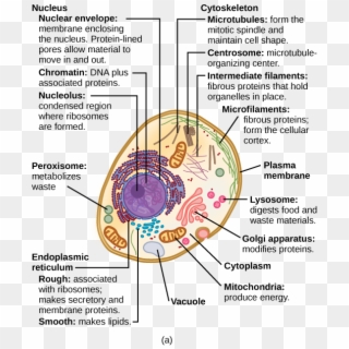 Eukaryotic Cells - Structure Of A Typical Eukaryotic Cell, HD Png Download