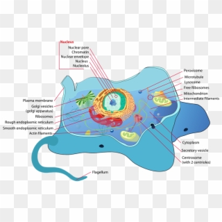 Introduction To Animal Cell - Type Of Cell Is Fungi, HD Png Download