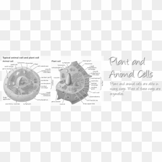 Http - //images - Tutorvista - Membrane Structure - - Plant Cell Organelles, HD Png Download