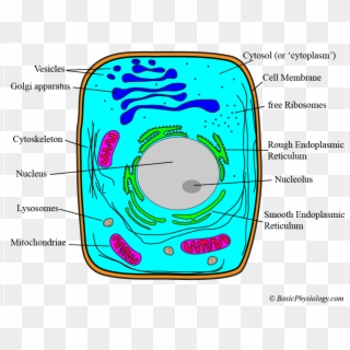 Structure Of A Cell - Circle, HD Png Download