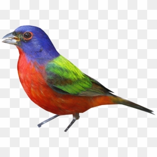 Bunting Png - Painted Bunting, Transparent Png