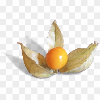 Physalis Is A Delicious Fruit From Peru - Cherry Tomatoes, HD Png Download