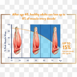 Adult's Muscle Loss Every Decade After 40 - Ensure Gold For What Age, HD Png Download