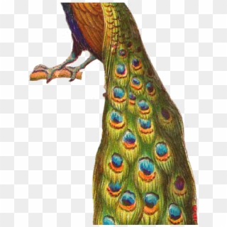 Peacock Clipart Parrot - Peacock, HD Png Download