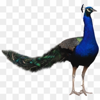 Go To Image - Peafowl, HD Png Download