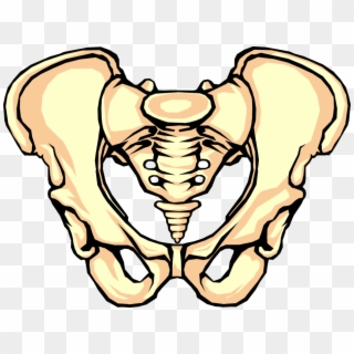 Vector Illustration Of Human Pelvis Bone - Intertuberous Diameter, HD Png Download