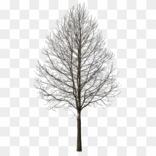 Deciduous Tree Winter I - Cut Out Tree Winter Png, Transparent Png ...