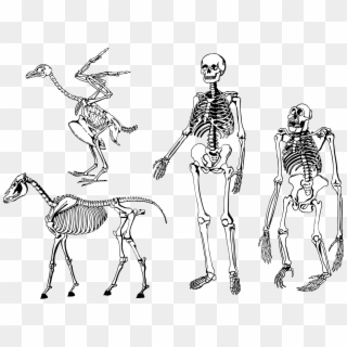 Bones Skeleton Vector Png - Human And Dog Skeleton, Transparent Png