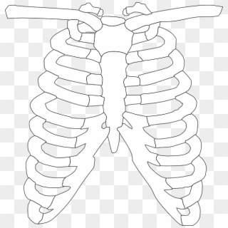 Rib Cage Ribs Bones Free Vector - Clipart Of X Ray, HD Png Download