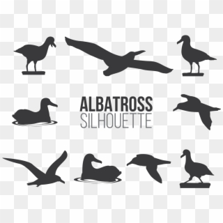 Albatros Sillhaouttes Vector - Albatross Vector, HD Png Download
