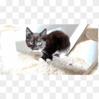 Donate To Petrescue - Kitten, HD Png Download
