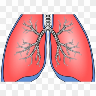 Pulmones Png - Lungs Clipart, Transparent Png