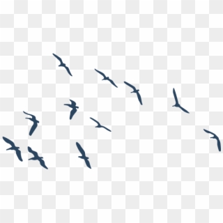 Aves Volando Silueta Png - Pajaros Png, Transparent Png
